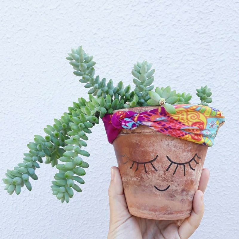 Stek Tanaman Hias Donkey Tail Tanaman Air Mata Bunda