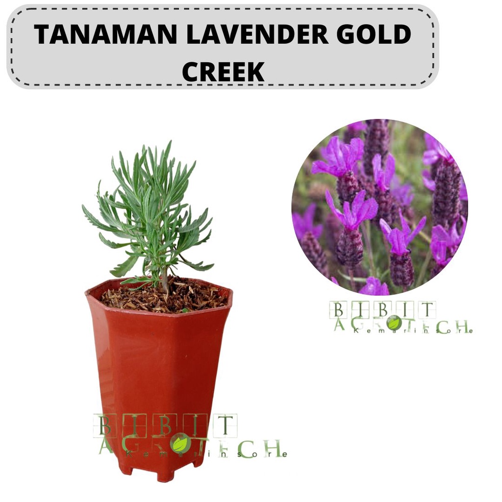 Bibit Tanaman Lavender Gold Creek