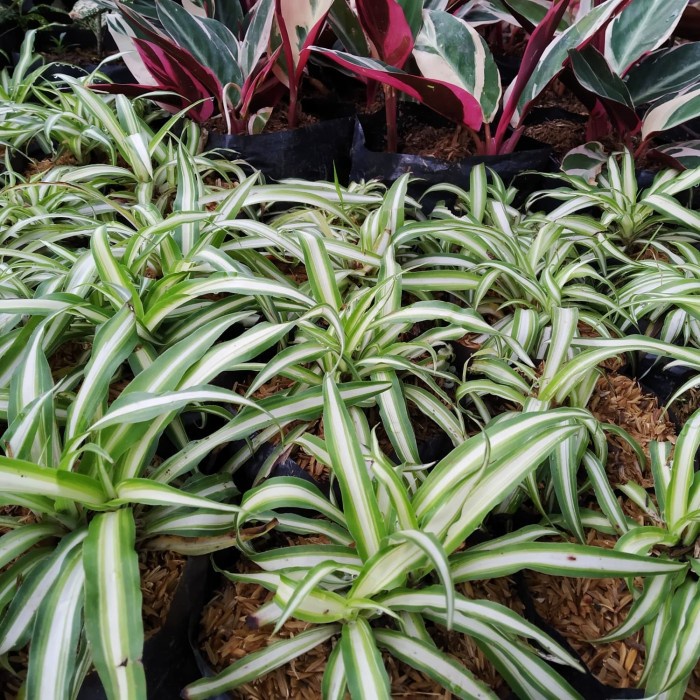tanaman hias spider plant/lili paris hawai / Tanaman hias hidup / bunga hidup murah / bunga hias hid
