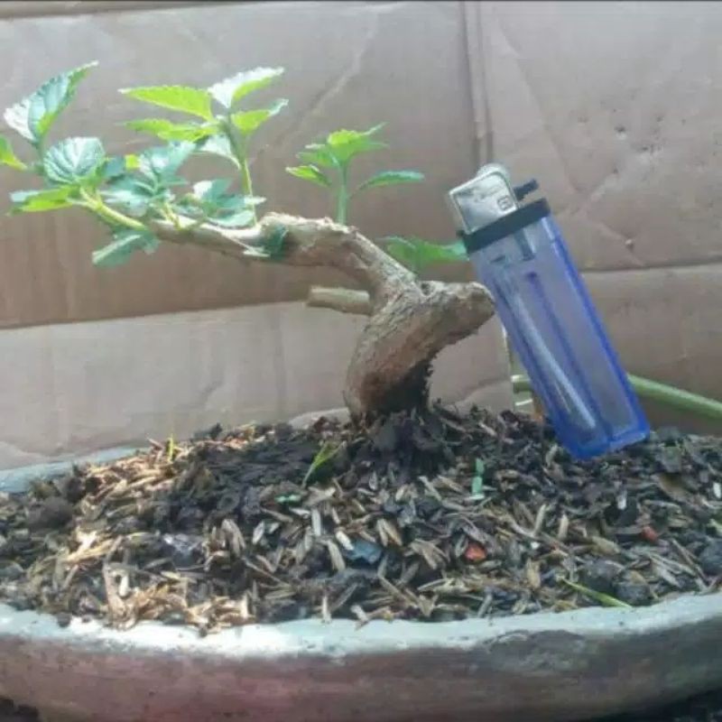 Baham Bonsai Lantana / reba dongkelan pilihan