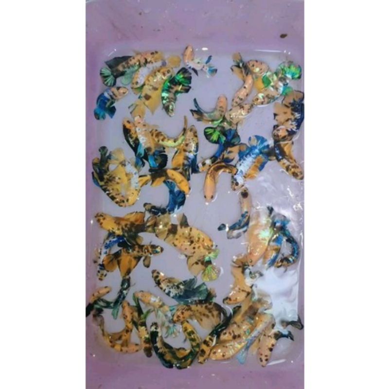 

ikan cupang yellow base