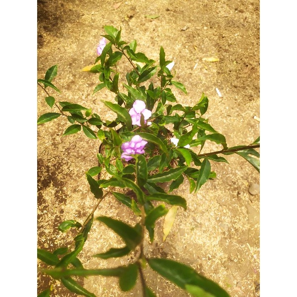 pohon bunga melati gambi bunga melati Gambirtanaman
