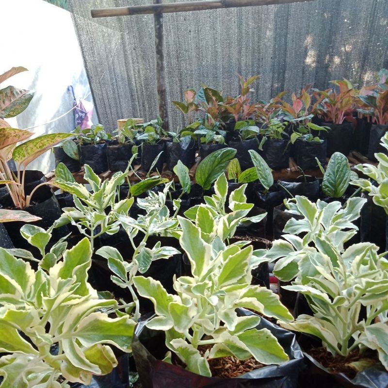 Tanaman Hias Cocor bebek Varigata