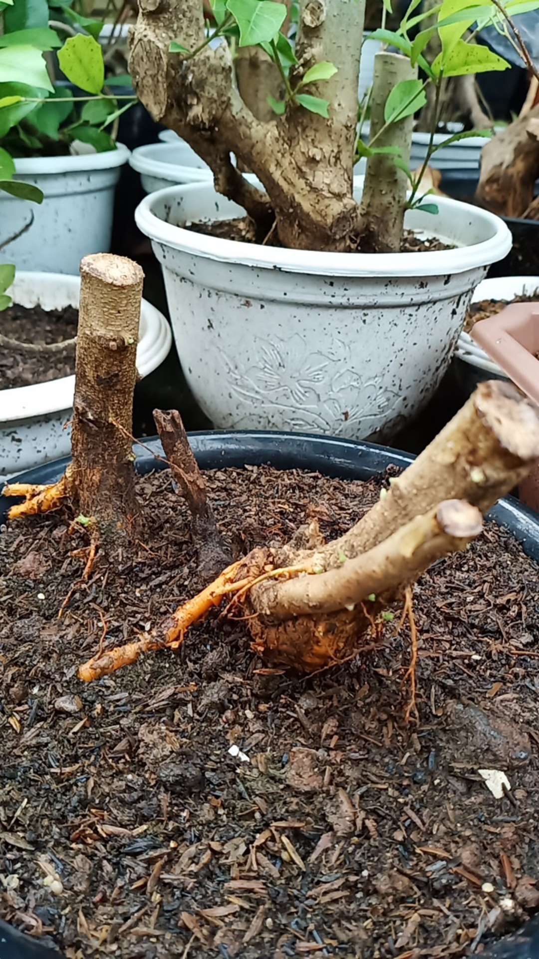 Bahan Bonsai Pohon Sisir / Kaliage Medium Berkarakter