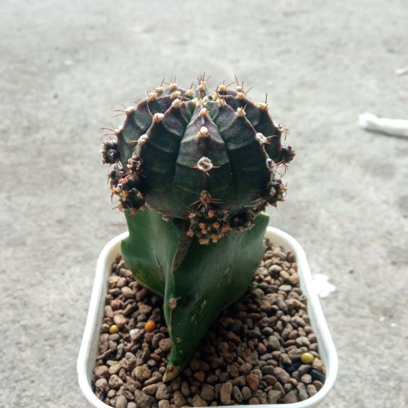 gymno black pearl