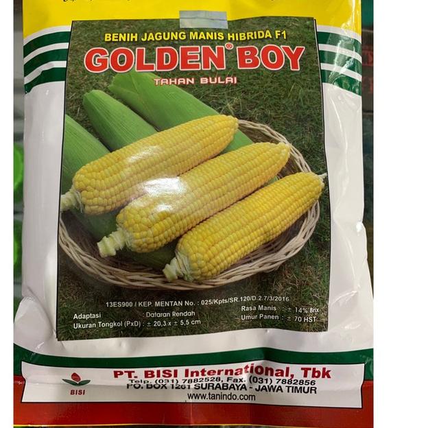 ↹ Benih Jagung Manis Golden Boy 250 Gram ⇮