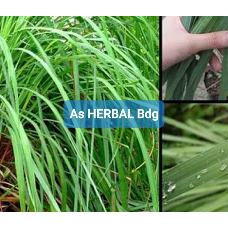 

Daun sereh wangi daun sereh merah segar 500 gram-az