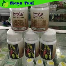 Obat Cabe Busuk Porong Antraknosa Koge 50 gram