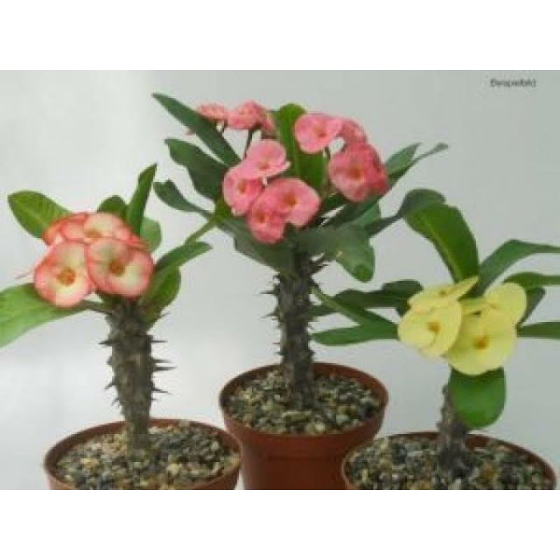 3 paket hemat tanaman hias bunga euphorbia