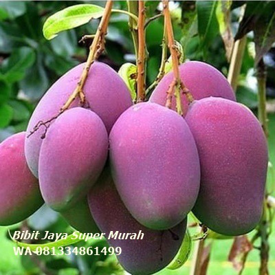 Bibit Mangga Irwin/ Bibit Mangga Irwin Super Murah