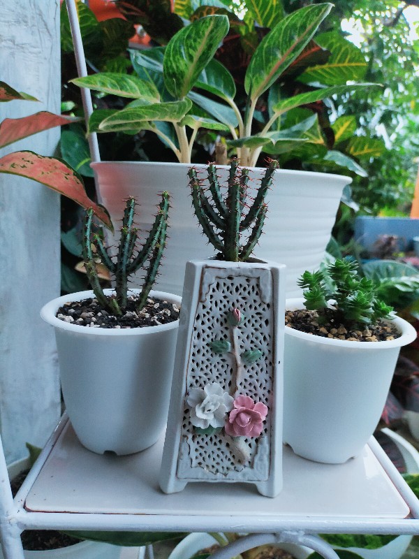 Sukulen Dan Kaktus Mini (euphorbia Aeruginosa)