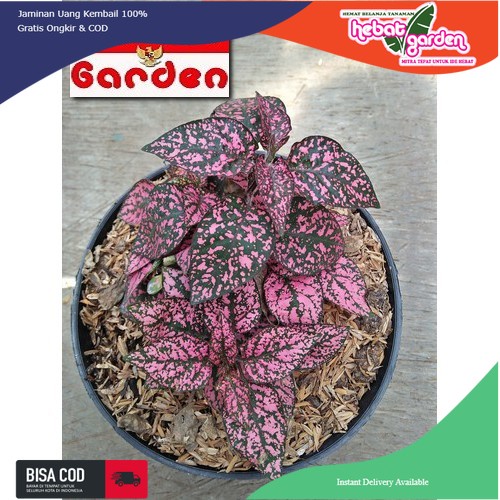 hipoestes pink holland - Hypoestes phyllostachya Camina