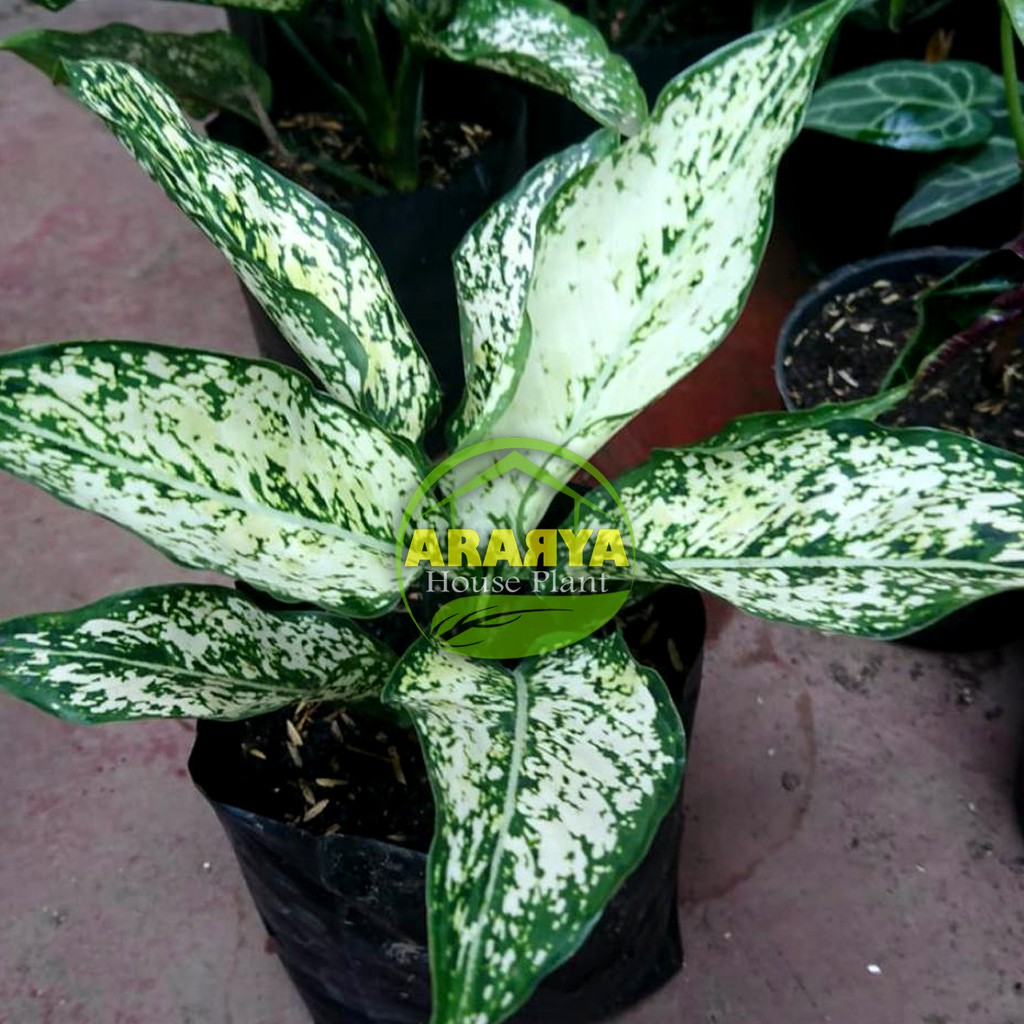 Aglonema Snow White Daun 7-8-9 Cocok Buat Indukan
