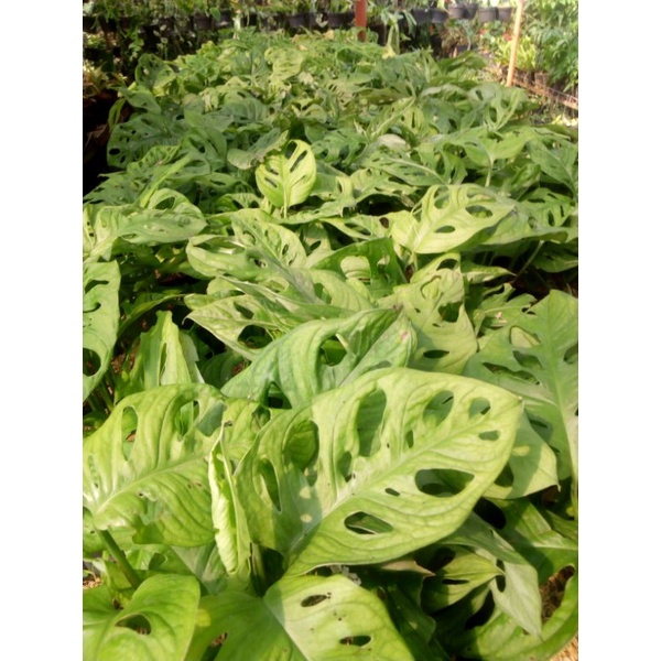 monstera acuminata/janda bolong