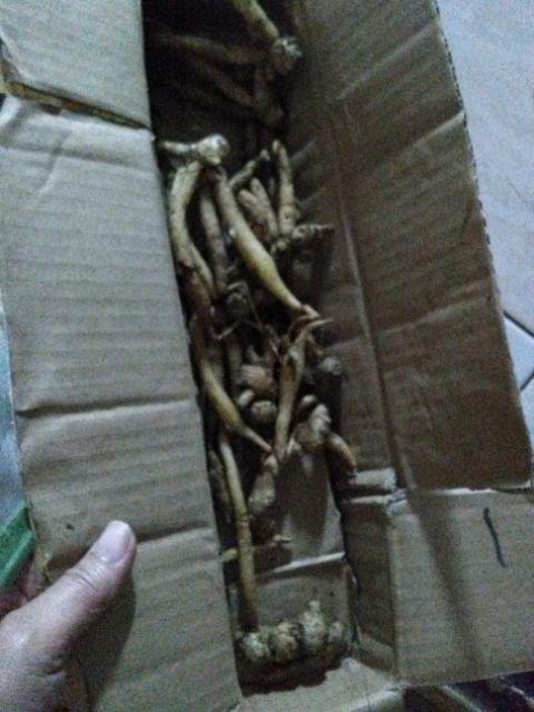 Temu Kunci Segar Murah