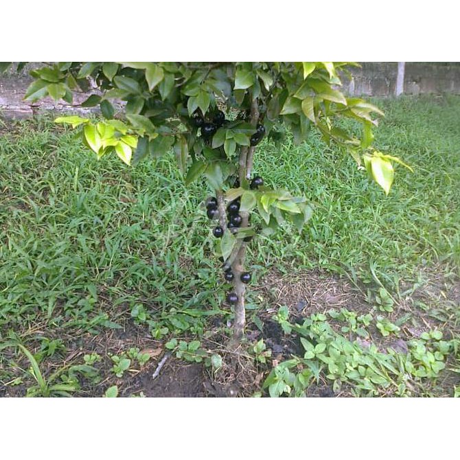 sabang Bibit Tanaman Buah Jaboticaba Preco Precocious Hybrid