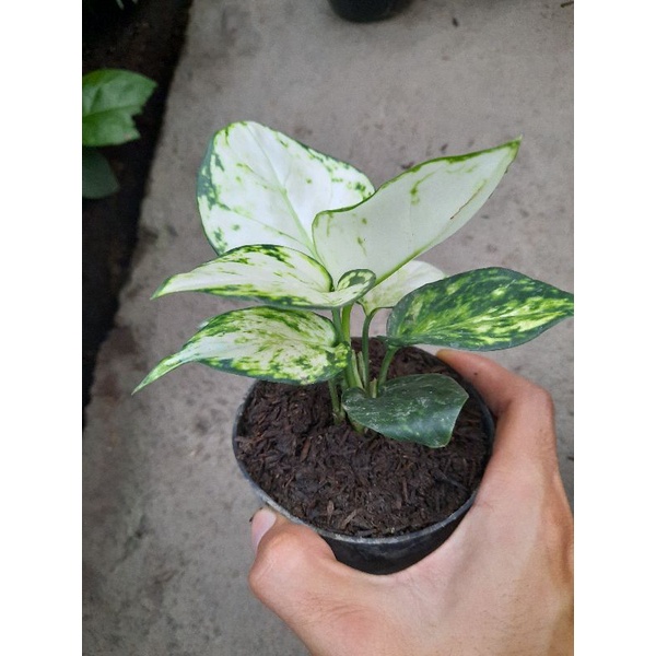 [✅COD] AGLONEMA SUPER WHITE- (AGLONEMA REMAJA)/ BUNGA / AGLONEMA IMPORT WARNA MURAH