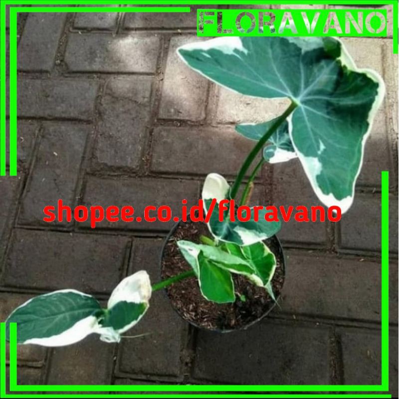 tanaman hias keladi kantung semar / caladium kantung semar