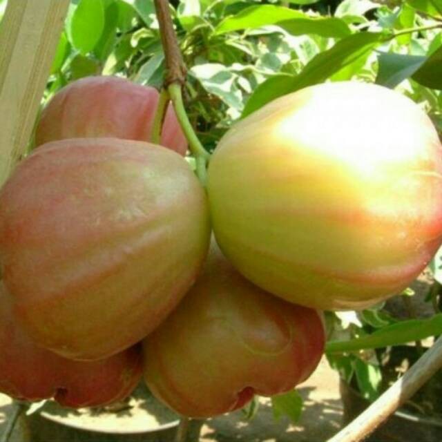 BIBIT JAMBU AIR SUGAR ROSE APEL