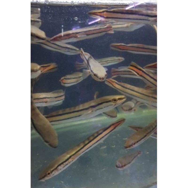 Ikan Gabus Toman Ukuran 14 15 Cm Shopee Indonesia