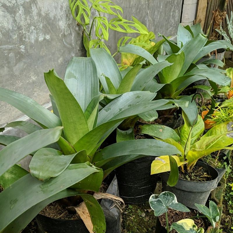 DIARY PETANI - Bromelia Giant Warna Hijau