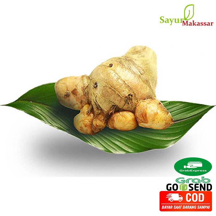 

Temulawak / Temu Lawak Jamu Bumbu Dapur Sayur Makassar