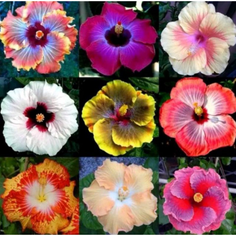 9 pke kembang sepatu langka