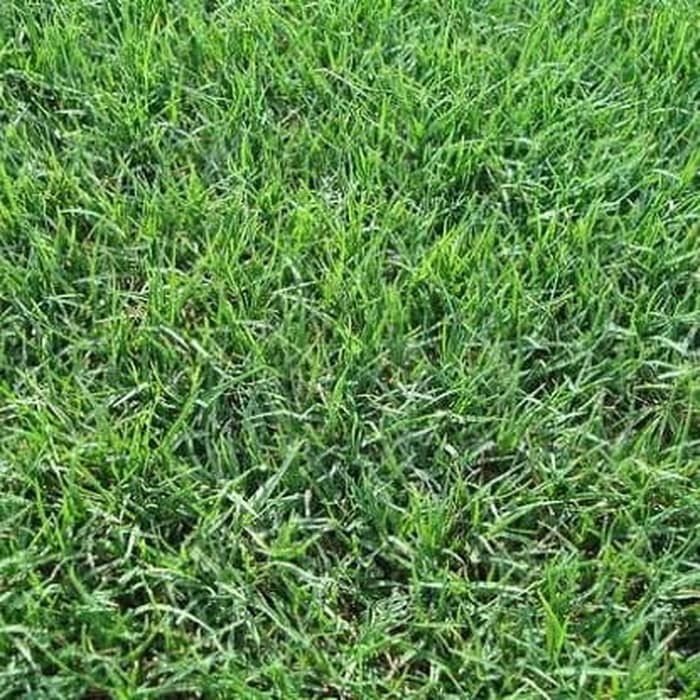 biji rumput taman 100 gram-bibit rumput bermuda