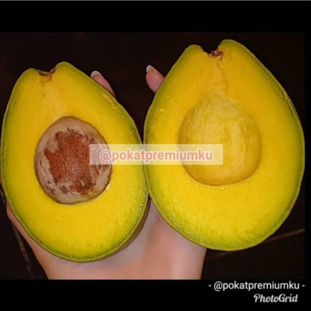 

ALPUKAT MENTEGA REGULER (1KG ISI 4-5 BUAH)