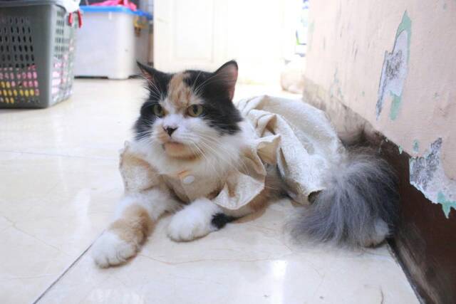 Dress sparkling cream lucu blink-blink untuk kucing dan anjing size S M L XL