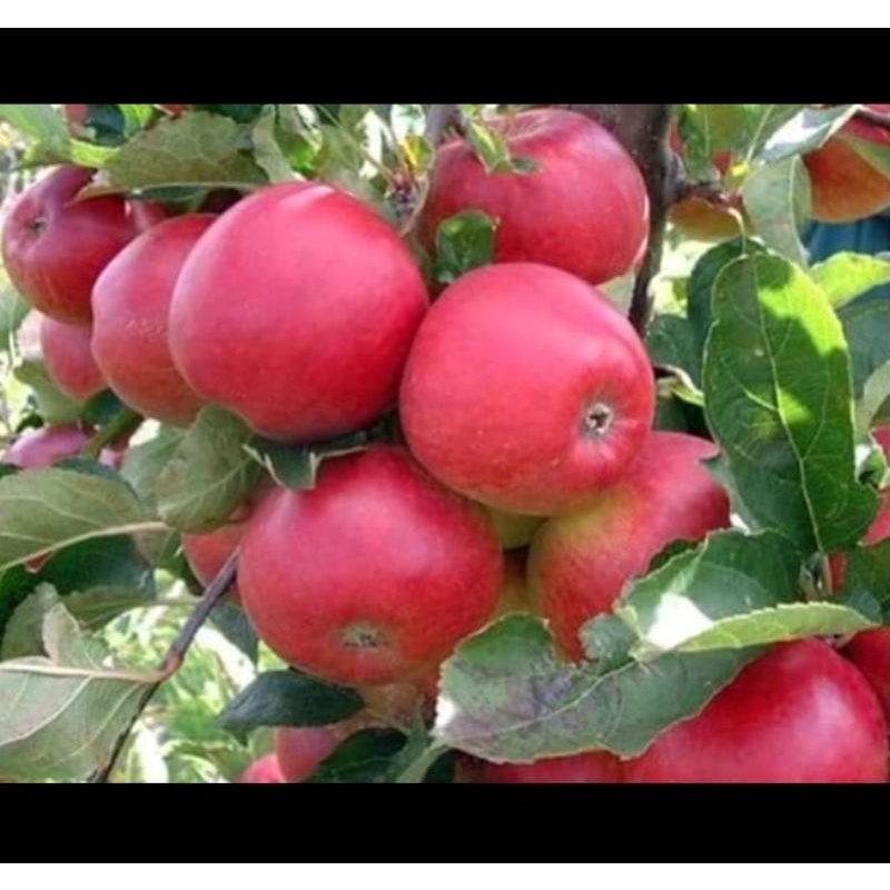 2 bibit apel apel anna dan 1 bibit jambu kristal berkualitas