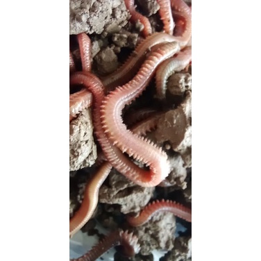 CACING LAUT/NAGA PAKET 5 BOX LEBIH IRIT