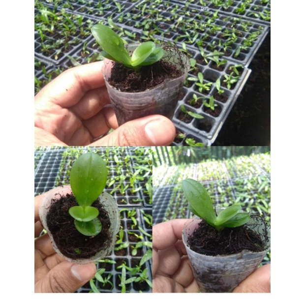 anggrek Seedling bulan black Jack hybrid Taiwan bisa cod