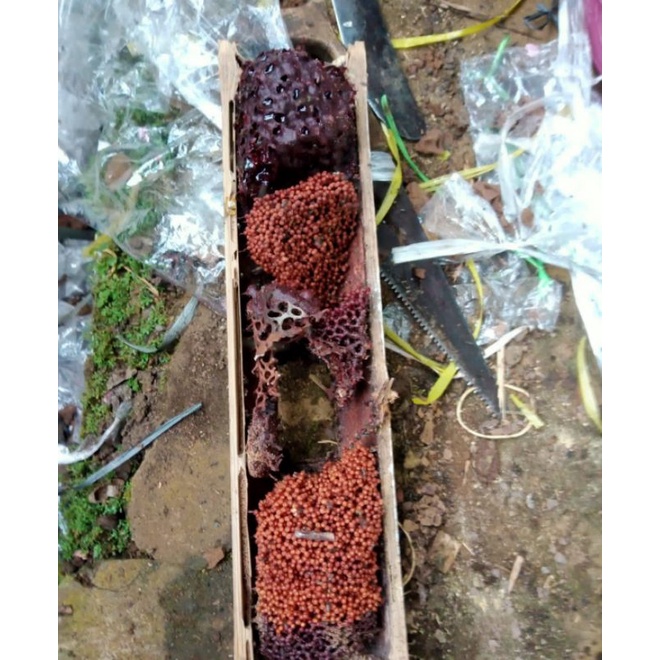 Bibit  klanceng dalam bambu