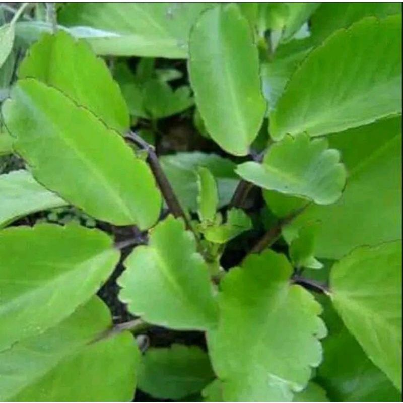 

daun cohcor bebek segar 500 gram.