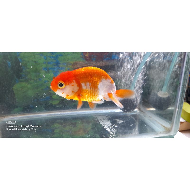 ikan ranchu redwhite