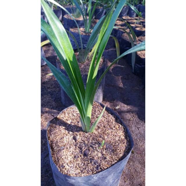 Anggrek cymbidium chen's ruby