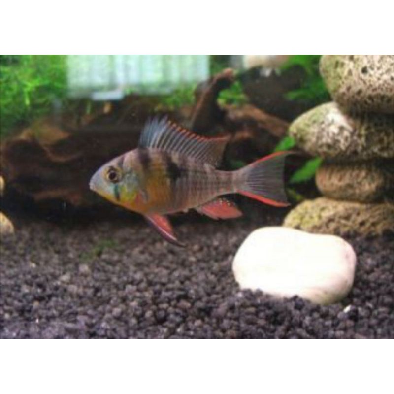 Ikan Hias Cichlid Alvinosa Alpinosa Aquarium