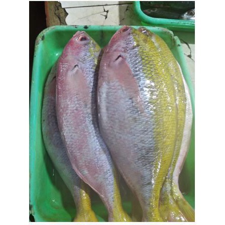 Ikan ekor kuning