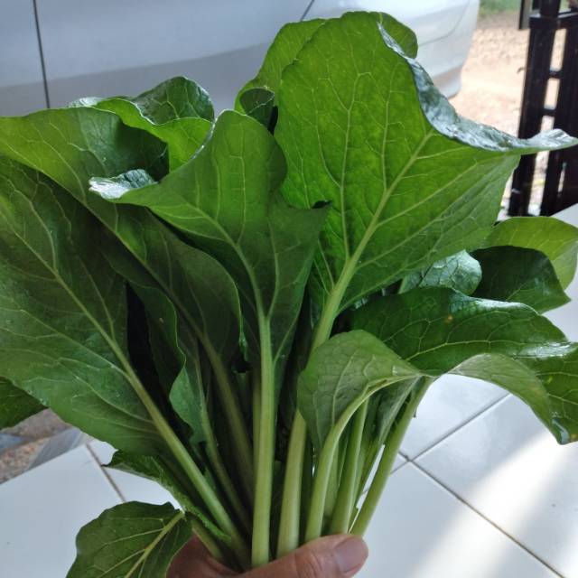 

Cesim sayur