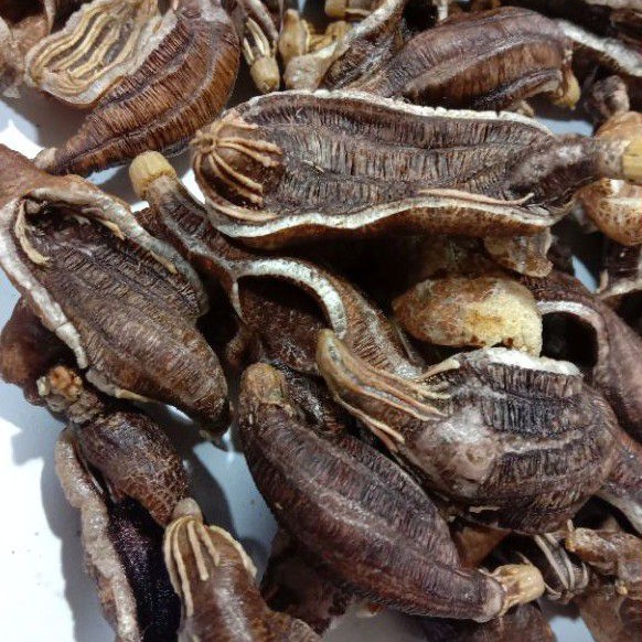 

Teripang laut oleh oleh khas Surabaya 100gr