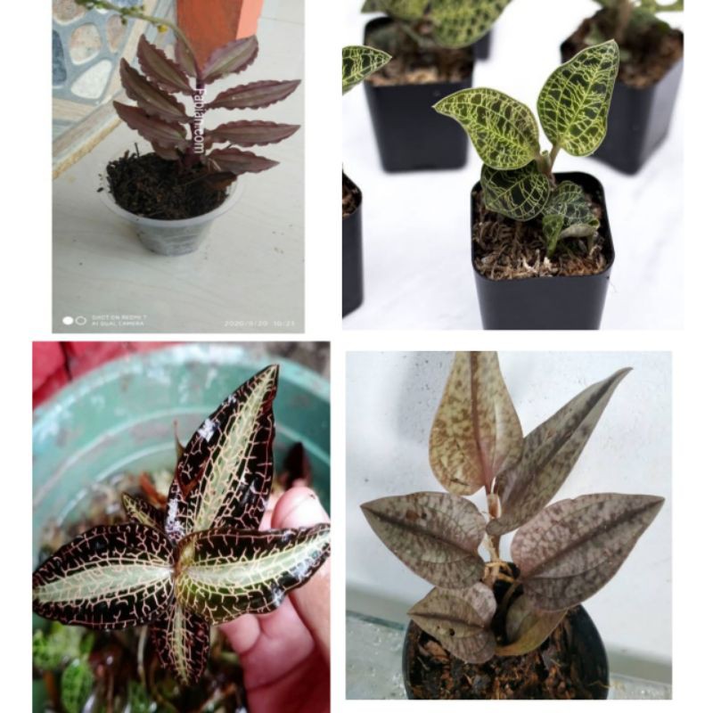 Jewel Orchid tanaman hias mini paket 4 jenis