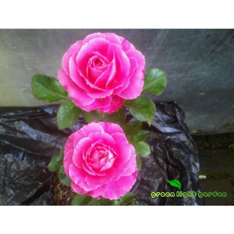 Bibit Bunga Mawar Floribunda Pink Berbunga Kuncup
