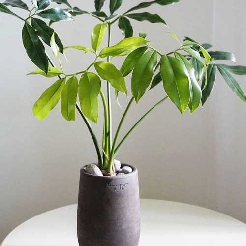 Tanaman Hias Philodendron Goeldii bibit