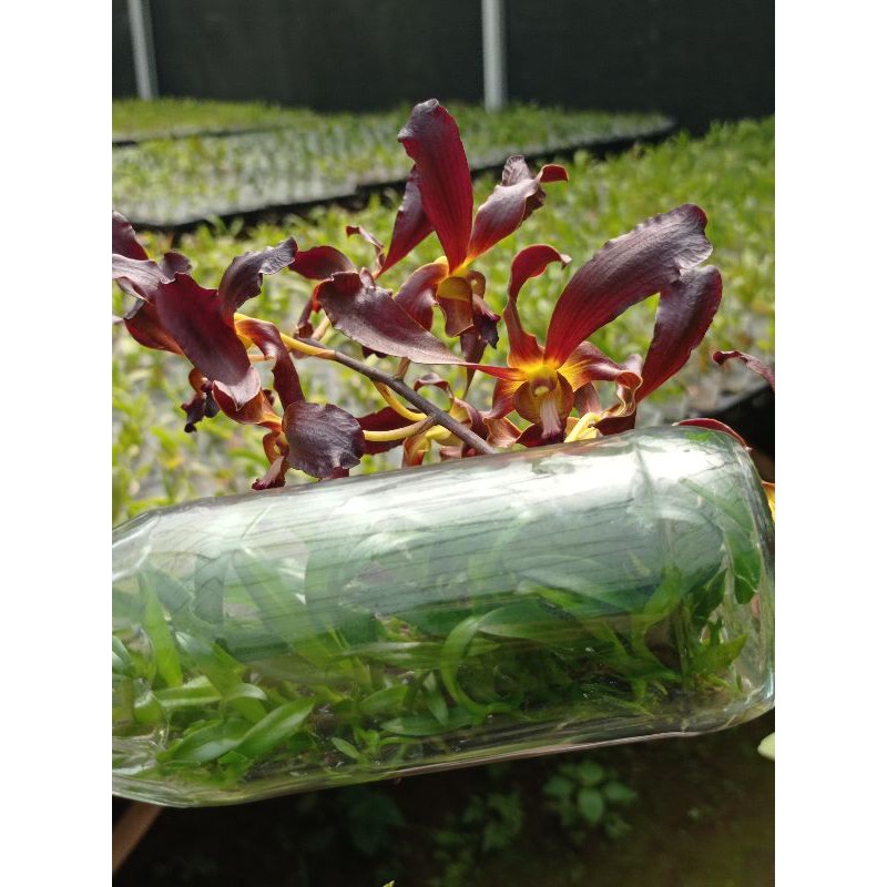 bibit anggrek botolan den.hasil silang