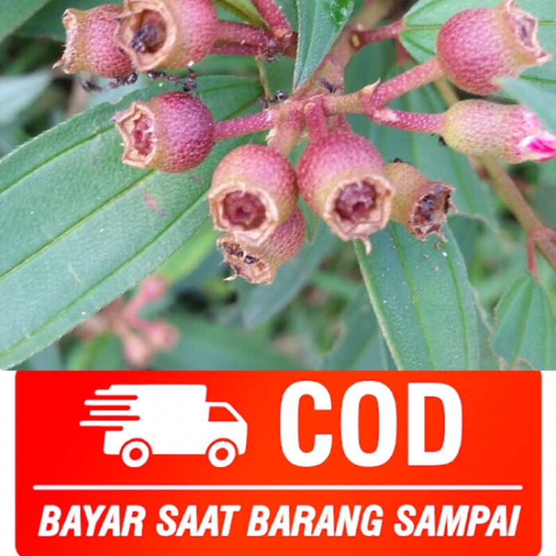 

buah senggani 100gr