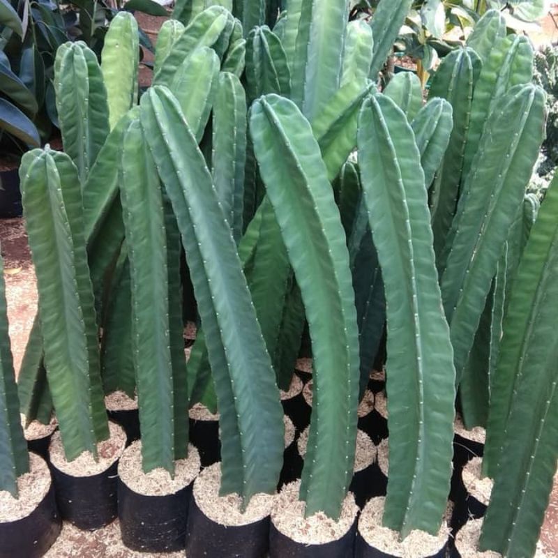 Tanaman Kaktus Koboy / Kaktus Belimbing / Kaktus Koboi Tinggi