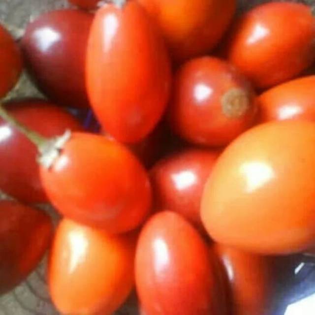 Promo 200 biji / benih sawo kecik