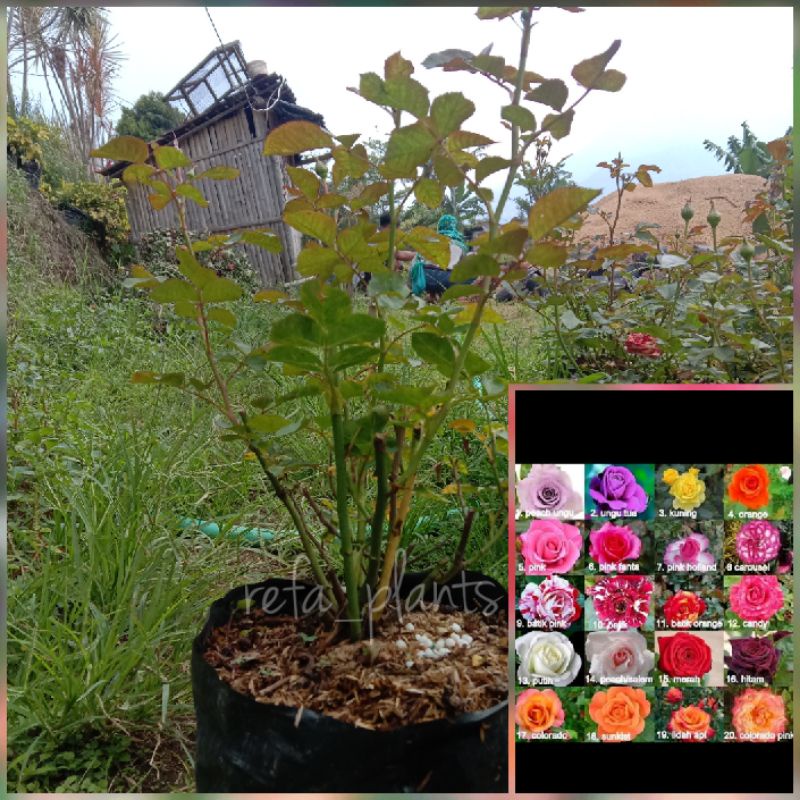 mawar indukan/dewasa holland /mawar hidup