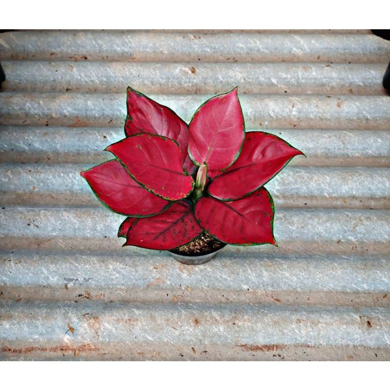 Tanaman hias aglonema suksom jaipong dewasa